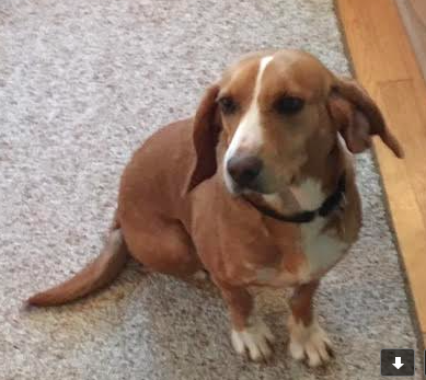 Pet of the Week