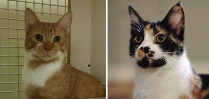 Pet of the Week