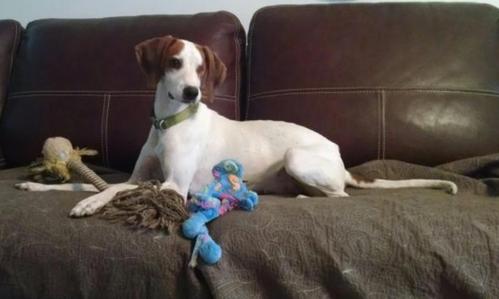 Pet of the Week
