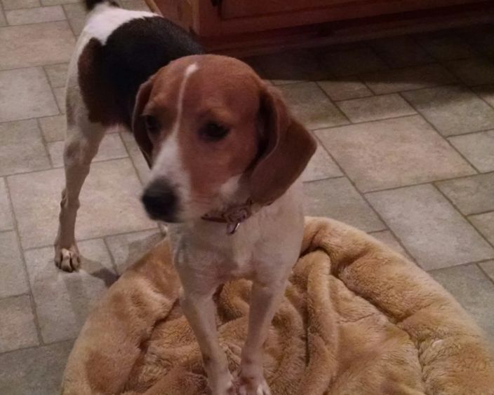 Pets of the Week