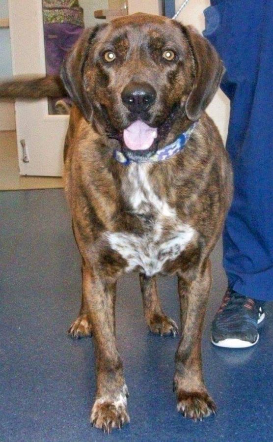 Pet of the Week - Bear