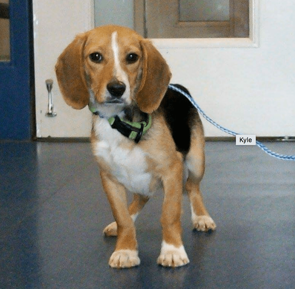 Pet of the Week - Kyle