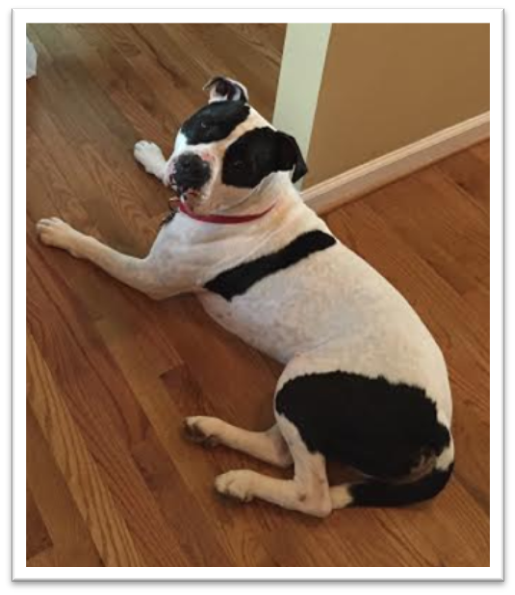 Pets of the Week